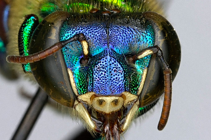 Nueva especie de abejas fue encontrada en Colombia