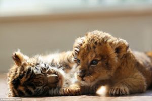 Cachorros de tigre y león son amigos inseparables