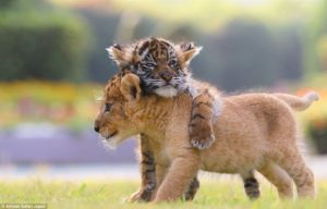 Cachorros de tigre y león son amigos inseparables