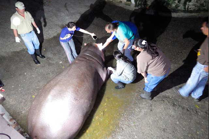 Mataron al único hipopótamo de El Salvador 