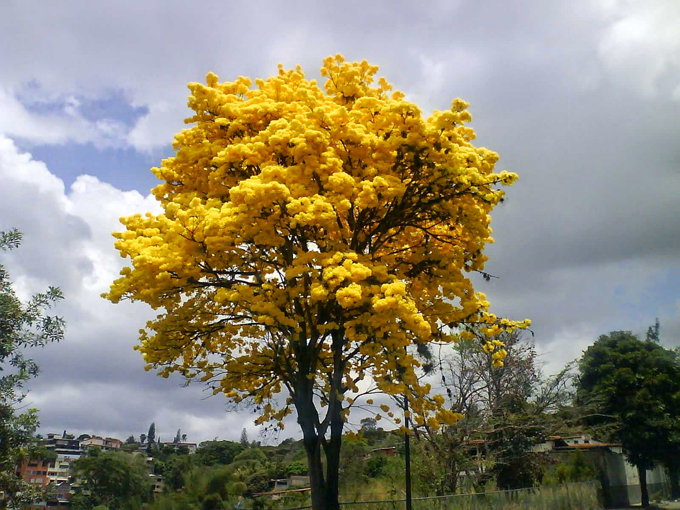 Araguaney