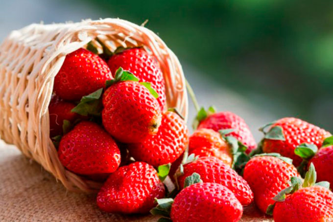 fresas
