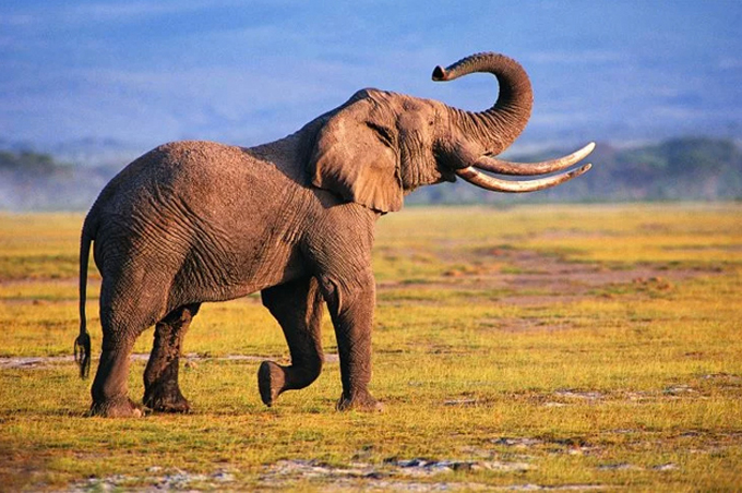 animales