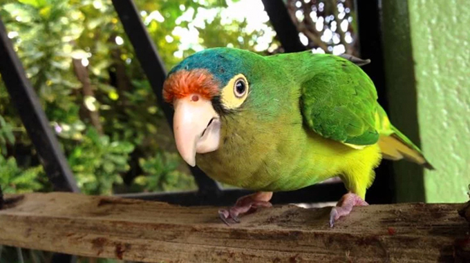 animales