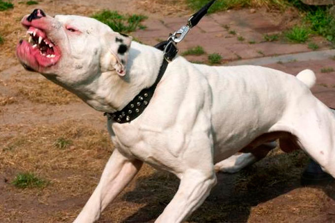 perros
