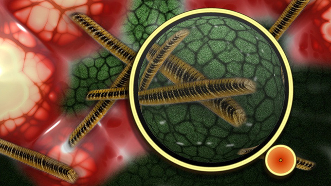 bacteria