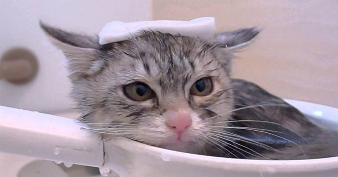 bañar a los gatos