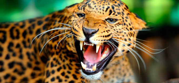 leopardos