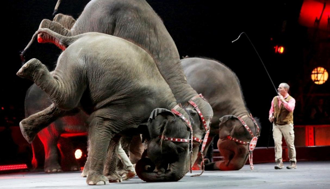 elefante