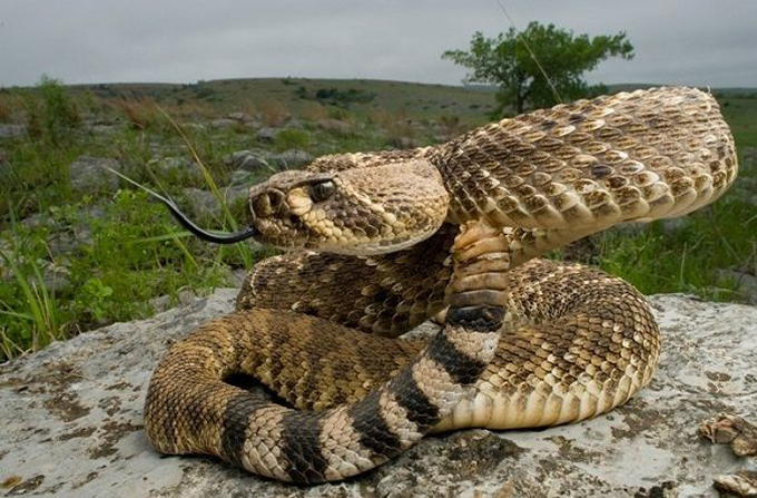serpiente-pastor