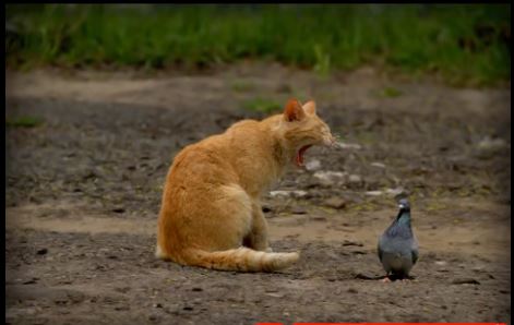 Gato pelea paloma