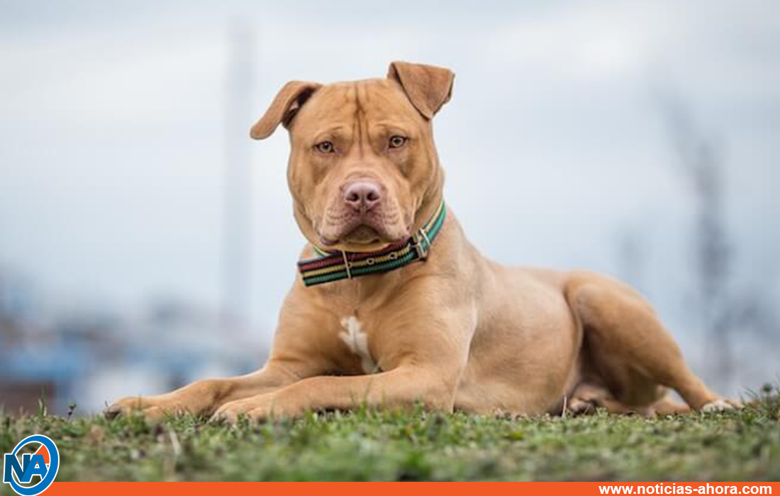 Pitbull mató niña Santa Rita