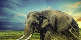Elefante Brutalmente asesinado - Noticias Ahora