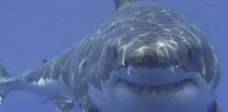 dron tiburón blanco - Noticias Ahora