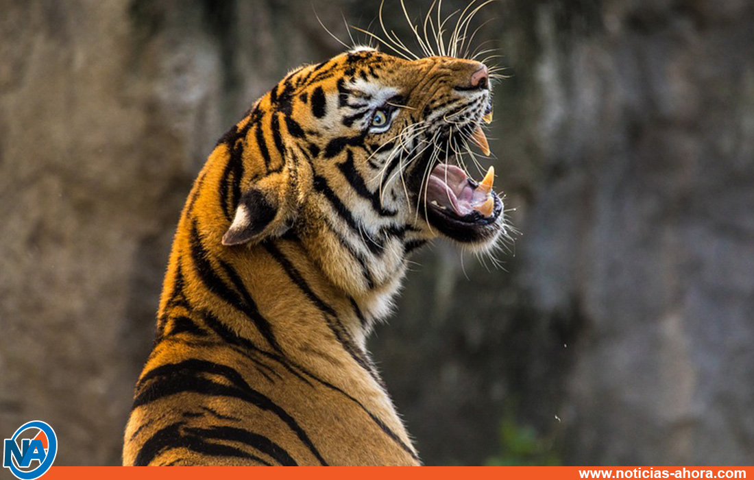 Cuatro tigres matan domador
