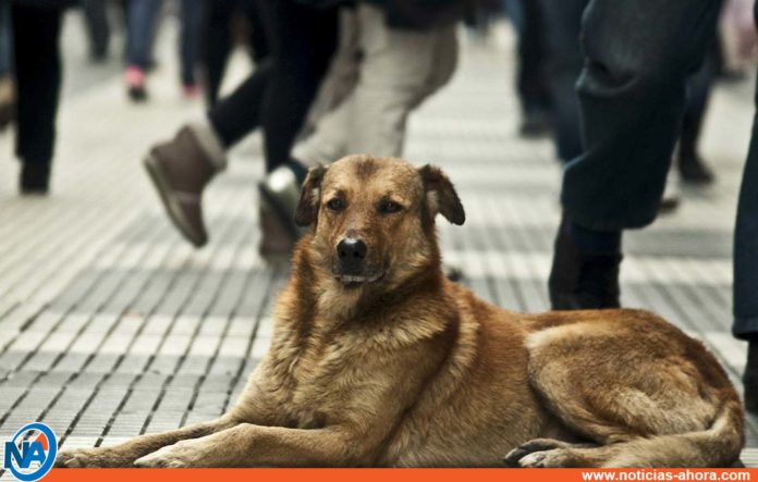 Día Internacional del Perro Callejero - Noticias Ahora