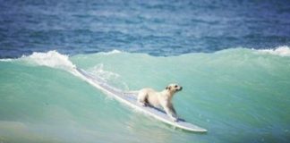 perro surf playa - Noticias Ahora