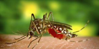 Epidemia dengue - Noticias Ahora