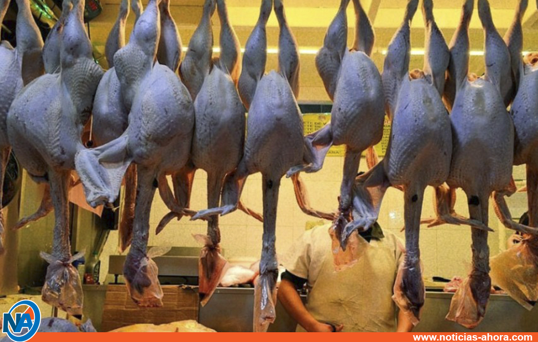  gripe aviar - carne de pavo -noticias ahora