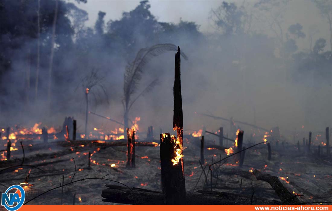 brasil deforestación amazonía - Noticias Ahora