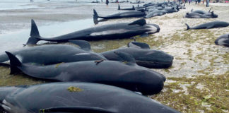 ballenas varadas - noticias ahora