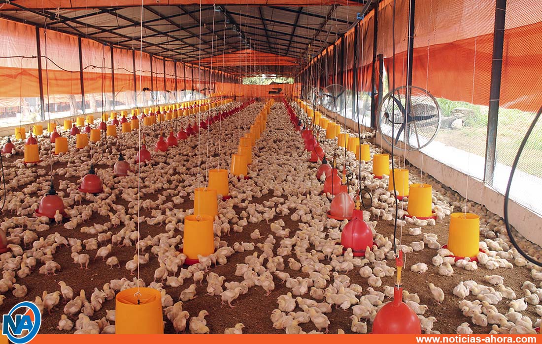 lacava producción avícola - Noticias Ahora