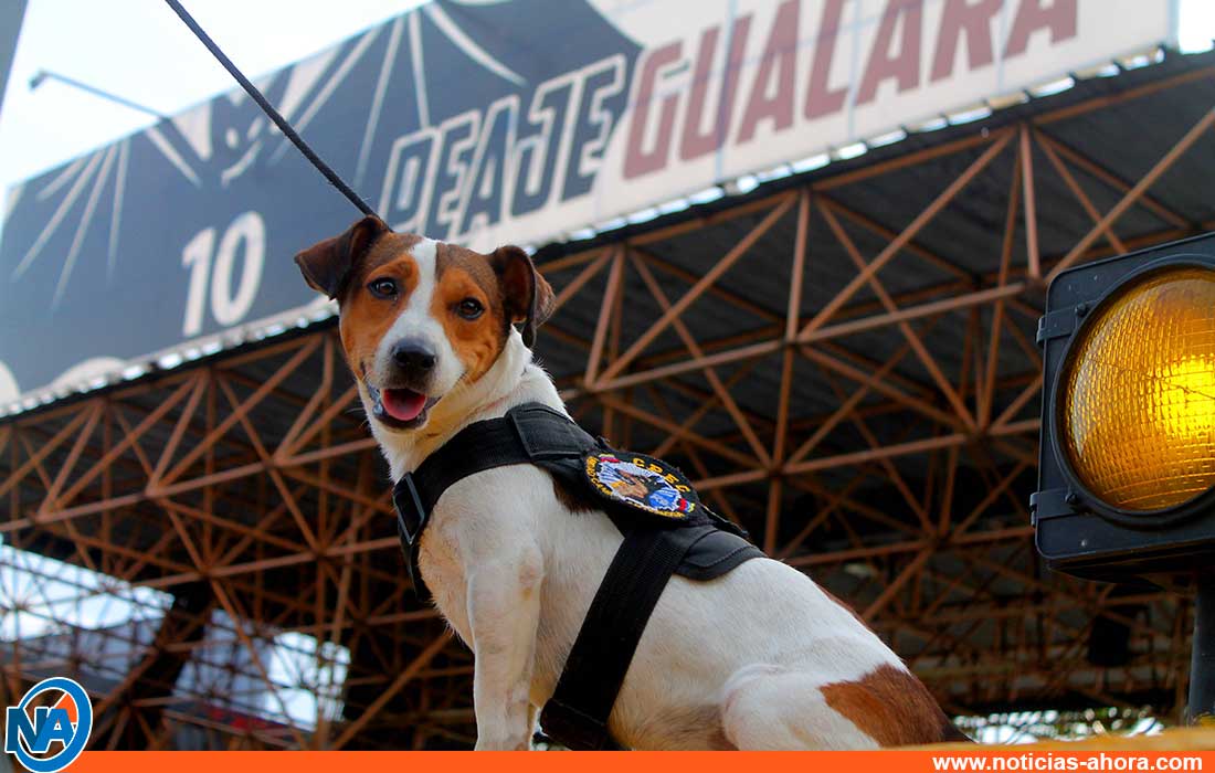 perro seguridad - noticias ahora