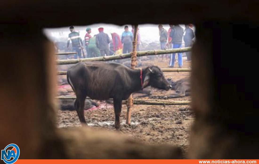 Nepal búfalos - noticias ahora