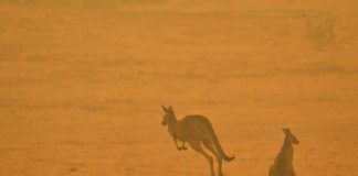 animales incendios australia - Noticias Ahora