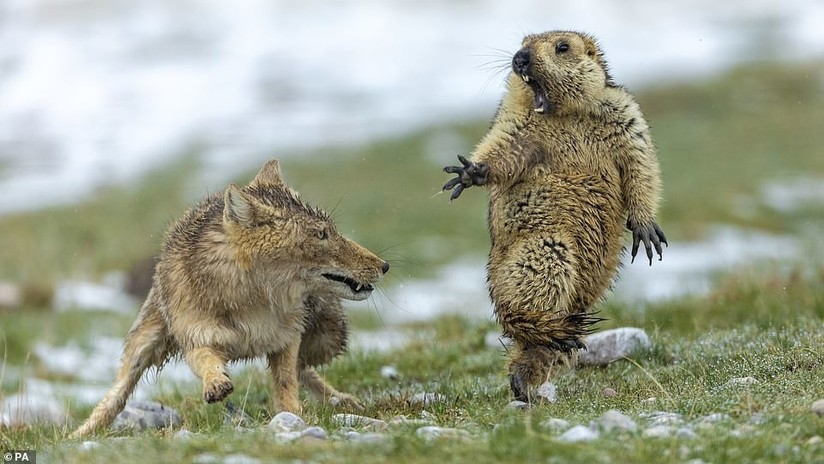 Fotógrafo Fauna salvaje - Noticias Ahora