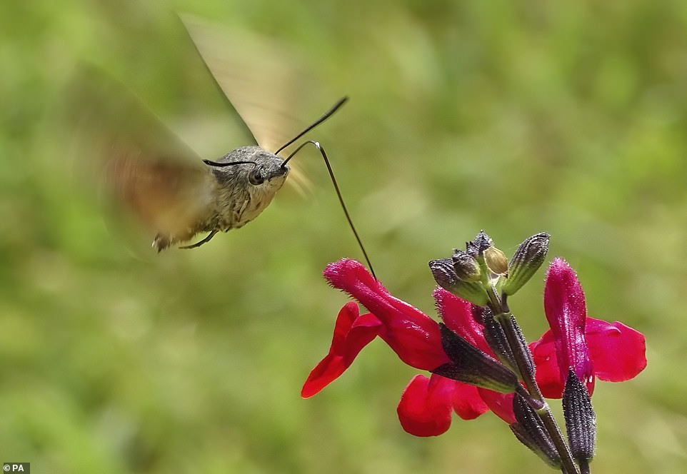Fotógrafo Fauna salvaje - Noticias Ahora