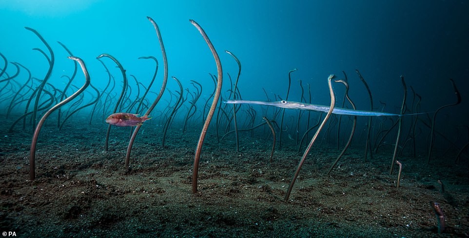 Fotógrafo Fauna salvaje - Noticias Ahora