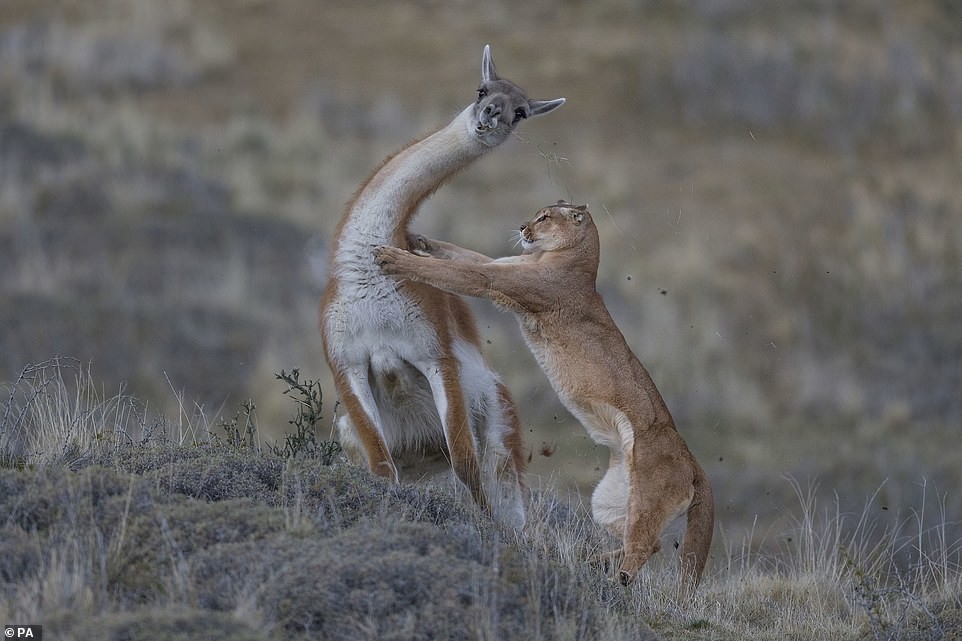 Fotógrafo Fauna salvaje - Noticias Ahora