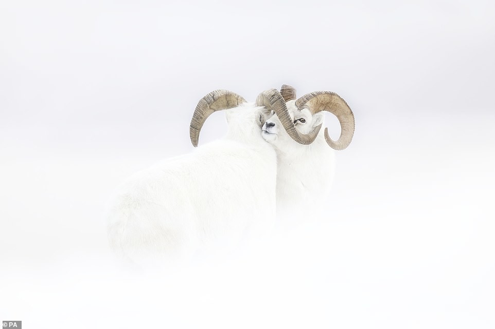 Fotógrafo Fauna salvaje - Noticias Ahora