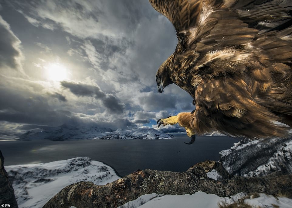 Fotógrafo Fauna salvaje - Noticias Ahora