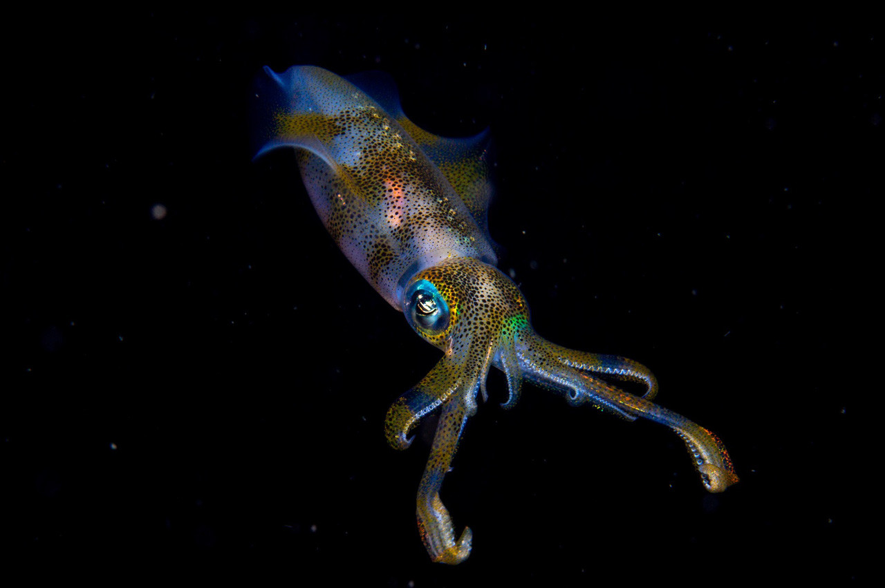 Fotógrafo Fauna salvaje - Noticias Ahora