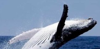 ballenas jorobadas en el Parque Nacional Mochima - noticias ahora