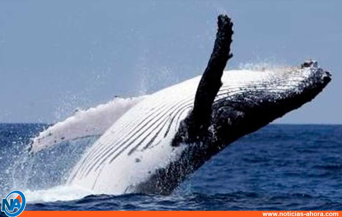 ballenas jorobadas en el Parque Nacional Mochima - noticias ahora