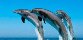 delfines en la bahía de Pampatar - noticias ahora