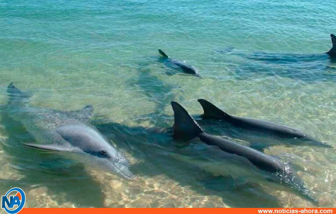delfines en la bahía de Pampatar - noticias ahora