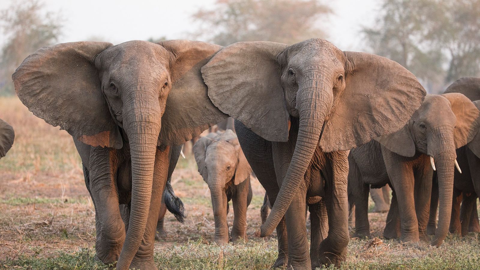 Botsuana muertes elefantes - Noticias Ahora