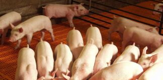 74 porcinos en Guárico - noticias ahora