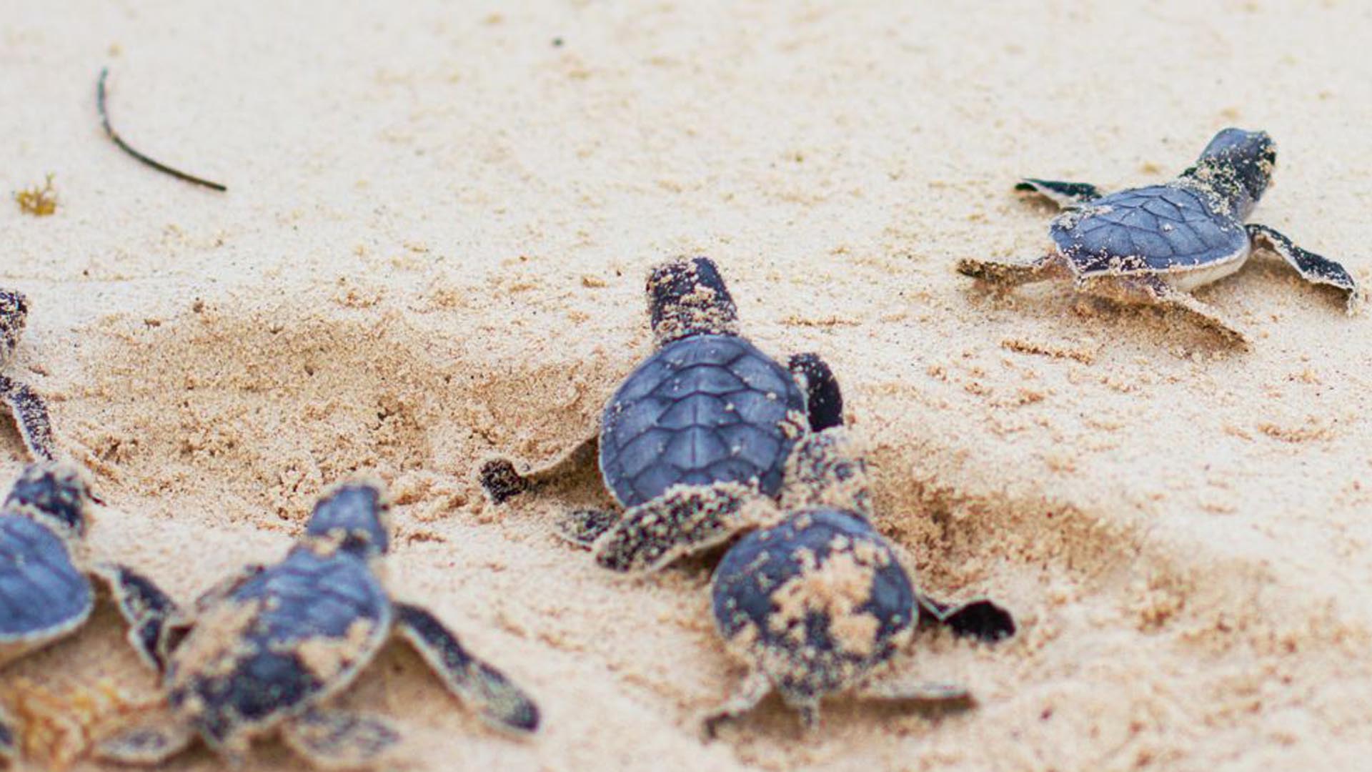 tortugas marinas playa parguito - Noticias Ahora