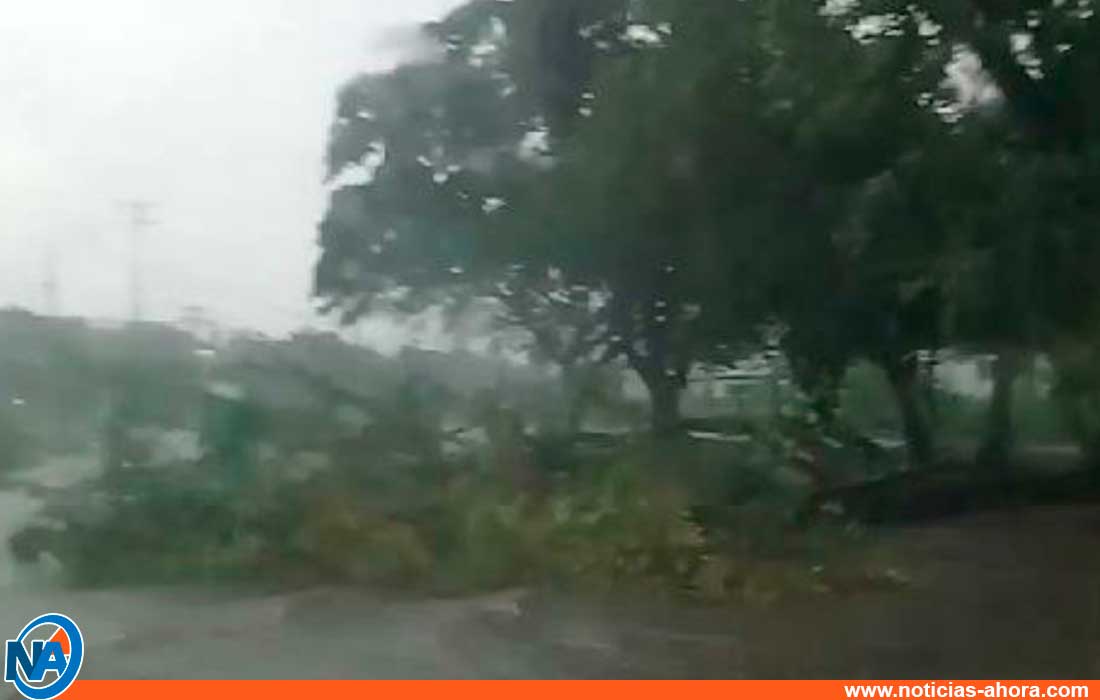 Fuertes lluvias árboles caídos - noticias ahora