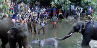 elefantes murieron condiciones misteriosas - Noticias Ahora