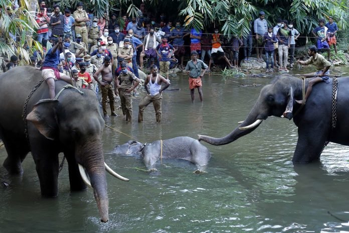elefantes murieron condiciones misteriosas - Noticias Ahora