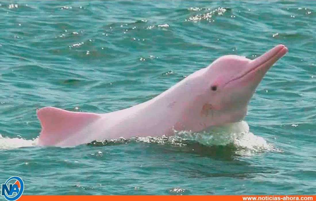 delfines rosados - noticias ahora