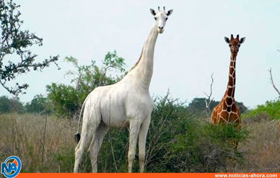 último ejemplar de esta jirafa - noticias ahora