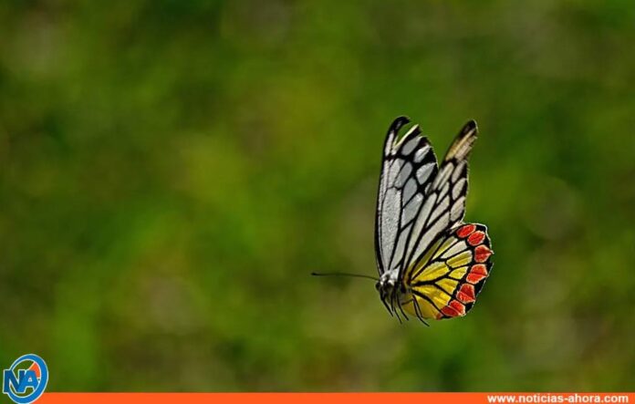 ¿Cómo vuelan las mariposas? - Noticias Ahora