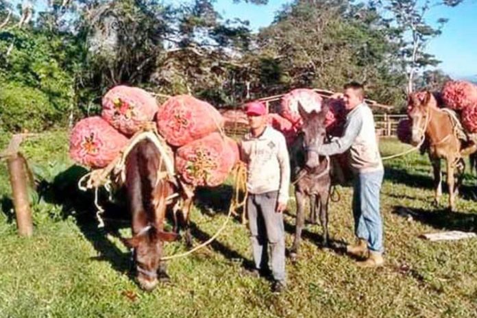 productores transportan cosechas en mulas - NA 2